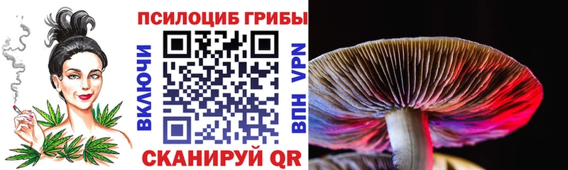 где найти Новосибирск omg Псилоцибиновые грибы Cubensis